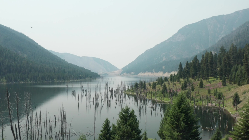 Aerial flyover Earth Quake Lake in Montana. Dead tree trunks on lake