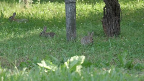 Three Wild European rabbits in nature, bunny eating grass