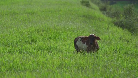 Cow on the beautiful meadow. Cow grazing on green grass field. Cattle looking at the camera in a sunny day. Cow on livestock farming. Brown cow walking on grass field