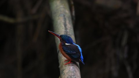 Perched on a bamboo at a stream facing to the left and then preens its front side, Blue-eared Kingfisher, Alcedo meninting, Kaeng Krachan National Park, Thailand.