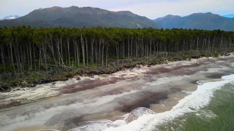 Spectacular aerial view of native rainforest meets the sea. Sandy Maori beach, untouched West Coast, New Zealand.