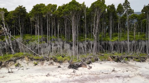 Native New Zealand Rimu tree rainforest meet sandy beach and the sea, Westland wilderness - aerial pull back