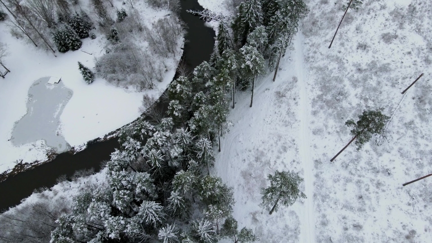White Frozen forest with snowflakes on the tree leaves