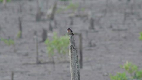 Pacific swallow (Hirundo tahitica) perching on dead tree. A small passerine bird standing on wooden stub. Close up bird rest on tree. Bird grooming feather. Birds in nature