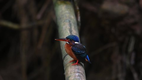 Facing to the left perched on a bamboo then flies away, Blue-eared Kingfisher, Alcedo meninting, Kaeng Krachan National Park, Thailand.