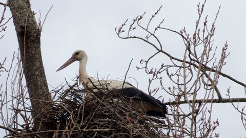 Stork on top of the nest, in a tree in the fields of Baixo Mondego.