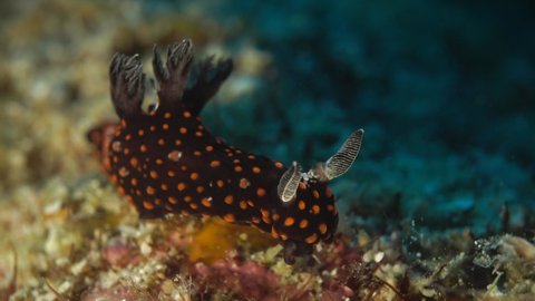 red spotted nudibranch on the reef