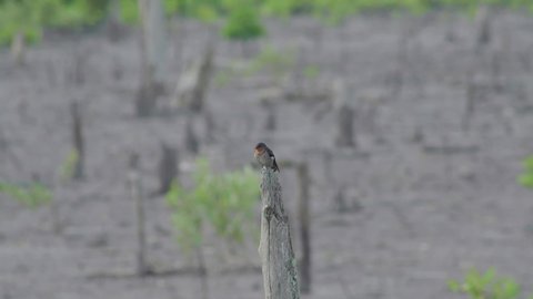Pacific swallow (Hirundo tahitica) perching on dead tree. A small passerine bird standing on wooden stub. Close up bird rest on tree. Bird singing or chirping. Birds in nature