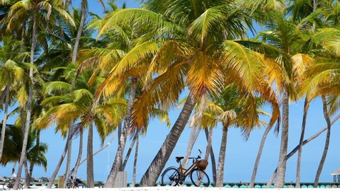 A bicycle stands in shade below a palm tree on a tropical island resort sandy beach, Maldives