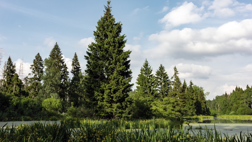 Summer view of lake and forest with cloudy sky. Time-lapse.