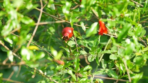 Red pomegranate on tree. Pomegranate is a fruit that originates from Iran in southern Afghanistan. This fruit is especially fond of cold weather.