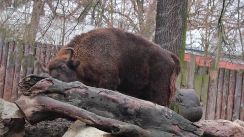 Close-up on a large adult bison in the park