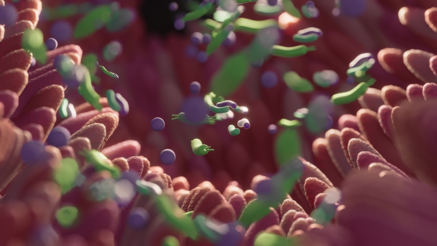 Microbiome intestine factories and microbiota. Gut health 3d render. Microvilli with factories in intestine  | Shutterstock HD Video #1089689845