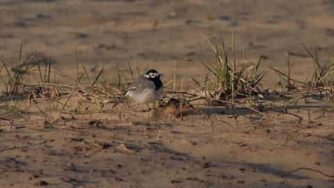 Pied wagtail is looking for food on the sandy coast. Motacilla alba