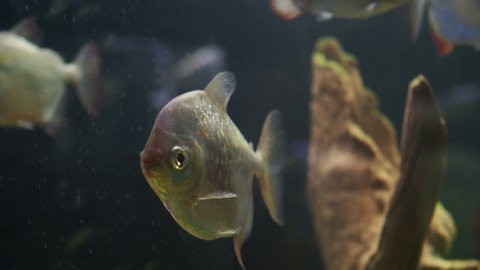 piranha swimming in an aquarium with algae in the background