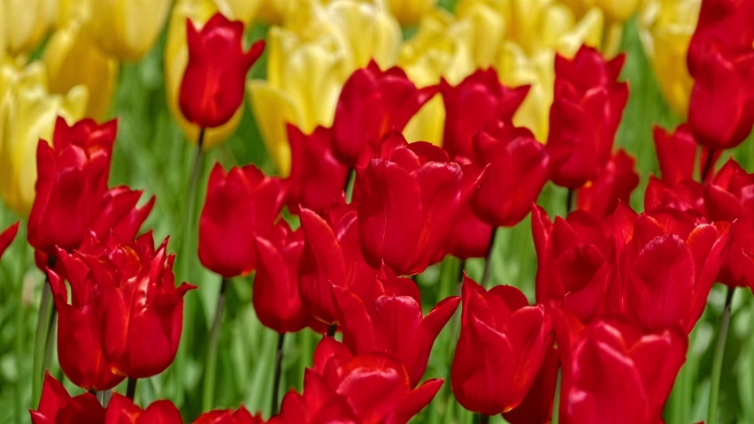Blooming tulips flowerbed in Keukenhof flower garden, also known as the Garden of Europe. One of the world