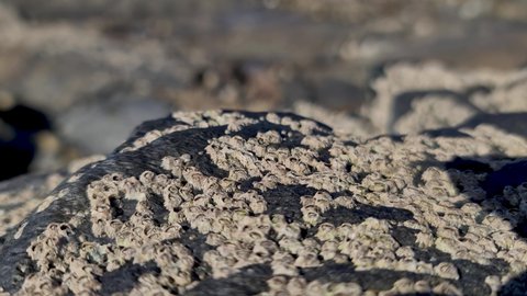 Barnacles , Semibalanus balanoides, on rocks at the coast of Ireland