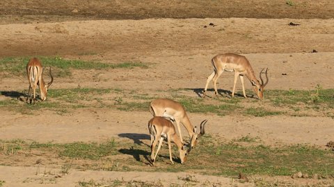 Male impala antelopes (Aepyceros melampus) grazing, Kruger National Park, South Africa