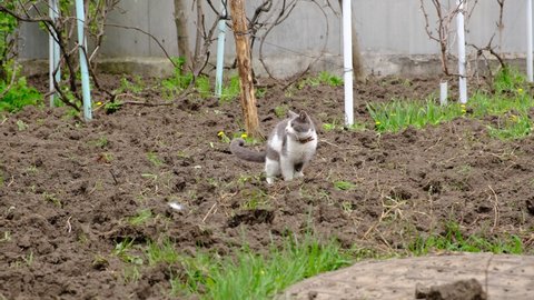 the cat is pooping. The animal digs in the ground removing poop. A gray cat in the garden drips a place for a toilet with its paws.