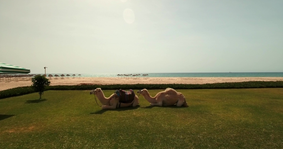 Aerial Shot Of Camels Sitting On Landscape At Beach, Drone Flying Towards Parasols Arranged By Coastline - Djerba, Tunisia Royalty-Free Stock Footage #1089698197