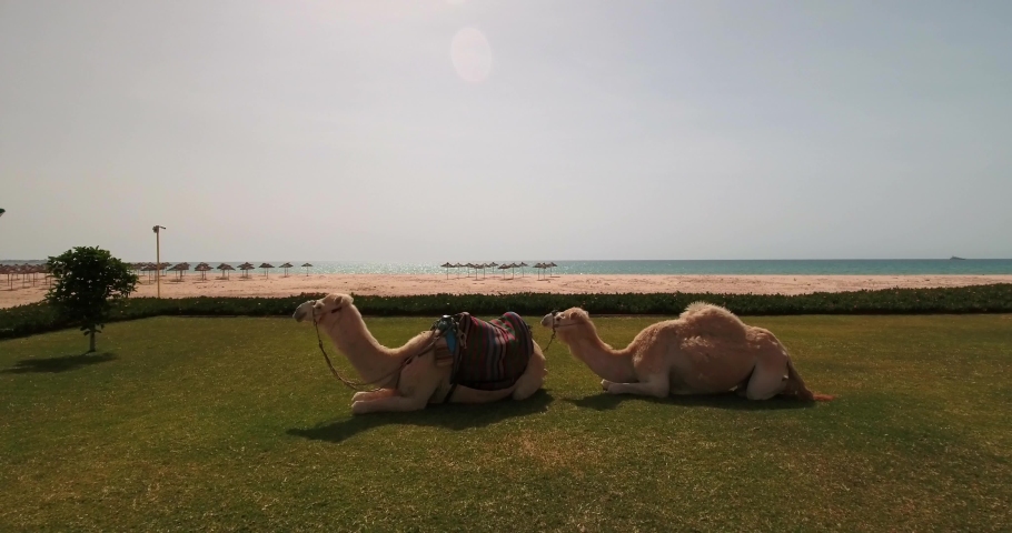 Aerial Shot Of Camels Sitting On Green Landscape During Sunny Day, Drone Flying Forward Towards Sea Coastline At Beach - Djerba, Tunisia Royalty-Free Stock Footage #1089698407