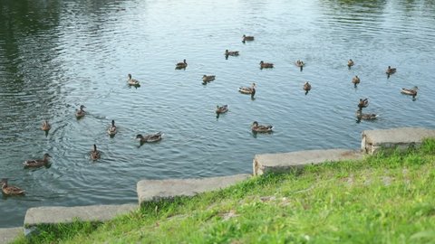 water ducks swimming in lake in sunny day, feeding mallard wild duck in pool. many water birds diving for white bread. orange legs of webbed feet rowing under water. 
