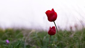Beautiful blooming wild steppe. Spring flowers tulips in the steppe. Red tulip, tulipa gesneriana T. Schrenkii Regel. Blooming meadow in spring. 120 fps, ProRes 422, 10 bit video