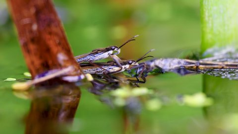 Pond Skaters Mating Whilst One is Predating a Large Red Damselfly.