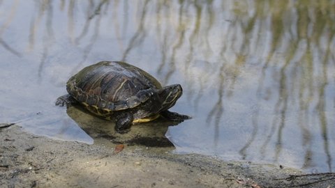 Two Red-eared slider turtle (Trachemys scripta elegans) on the banks of a pond in Franklin Canyon in Beverly Hills, CA.