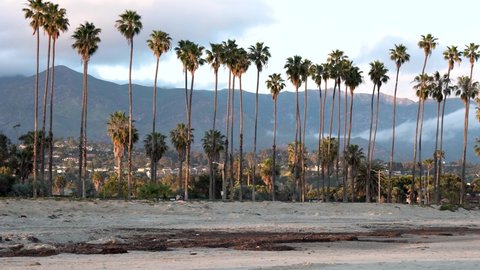 Santa Barbara , United States - 04 30 2019: Palm trees at the East beach with people sitting on the sand