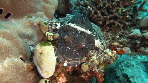 black crocodile fish resting on top of the reef