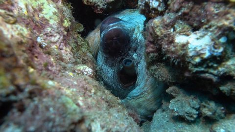 octopus hiding in between corals