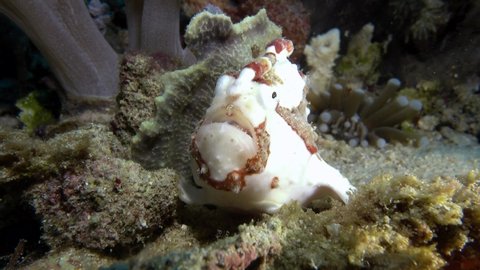 another close view of beautiful white frog fish