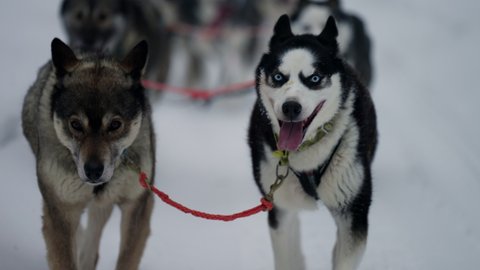 Close-up Shot Of Siberian Huskies Running And Pulling A Sled During Winter Season In Muonio, Finland.
