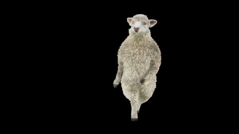 Sheep Dancing, Animal, 3d rendering, Animation Loop, cartoon, included in the end of the clip with Alpha matte.