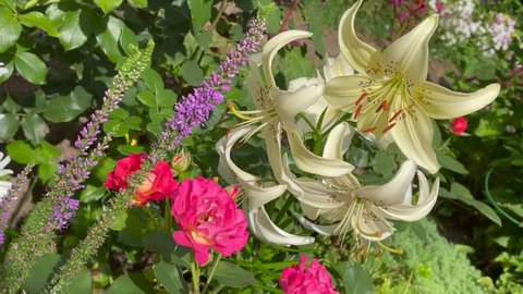 Light yellow and green color Lilium Lancifolium Sweet Surrender flowers in a garden in July 2021