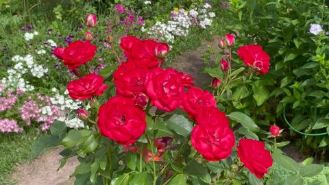 Red, white and scarlet color Floribunda Rose Planten un Blomen flowers in a garden in July 2021