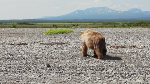 The Kamchatka brown bear (lat. Ursus arctos piscator) roams the rocky plain landscape on the Pacific coast in search of food. Against the backdrop of a mountain with pine. drone view
