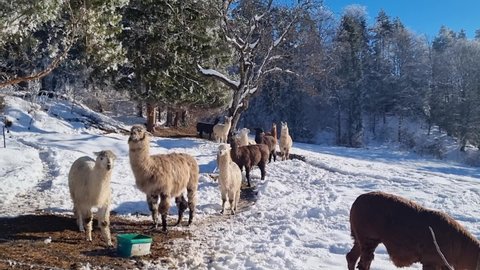 An Alpaca farm near Kathreinkogel in Schiefling am See in Carinthia, Austria. Scenic view on alpine meadows in the Karawanks. A A group of Alpacas eating on a pasture covered with fresh powder snow
