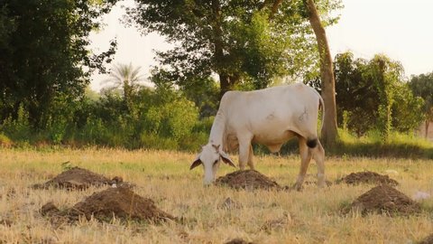 4k footage of cows grazing in pasture. Cows in meadow chewing grass. Ultra HD footage of Pakistani cows grazing in pasture. Cattle grazing in farm. Milk giving animal chewing grass. Selective focus.