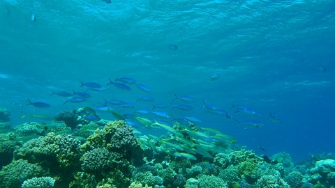 Massive shool of multicolored tropical fishes stand over coral reef under storm waves. Yellowfin Goatfish - Mulloidichthys vanicolensis and Lunar Fusilier - Caesio lunaris. Red sea, Egypt