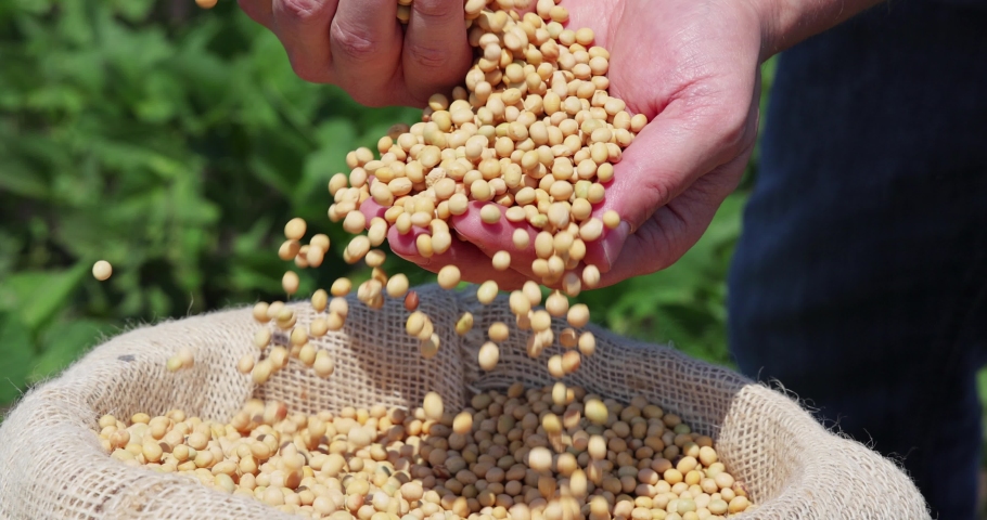 Soybean grain in a hands of successful farmer, in a background green soybean field, agricultural concept. Close up of hands full of soybean grain in jute sack, slow motion Royalty-Free Stock Footage #1089712293