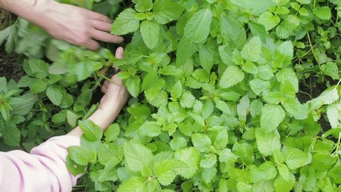 Cultivation aromatic herbs. A gardener is piking up peppermint growing in a garden. Female hands cut with scissors lemon balm