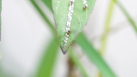 ant walking on a plant with parasites