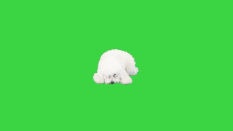 White bichon frise lying and then standing on a Green Screen, Chroma Key.