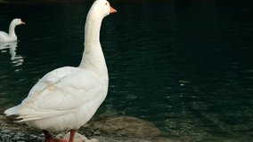 White Goose watching how other gooses swimming in lake in front of him, video 4k