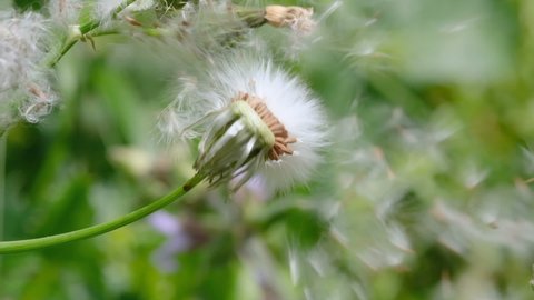 Slow motion of dandelion flower seeding blowing on a meadow,nature pollination,nature environment