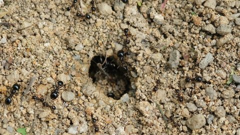 Close up macro view of black ants hill working on ground nest, animal insect wildlife science
