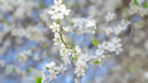 Beautiful White Apple Mirabelle Plum Tree Flowers Blossom