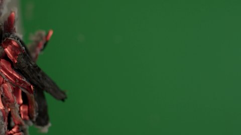 The wooden fire is orange, and the smoke of the fire from the mustard tree is on a green background. Close-up of a flame with white smoke. Slow motion, 4K.